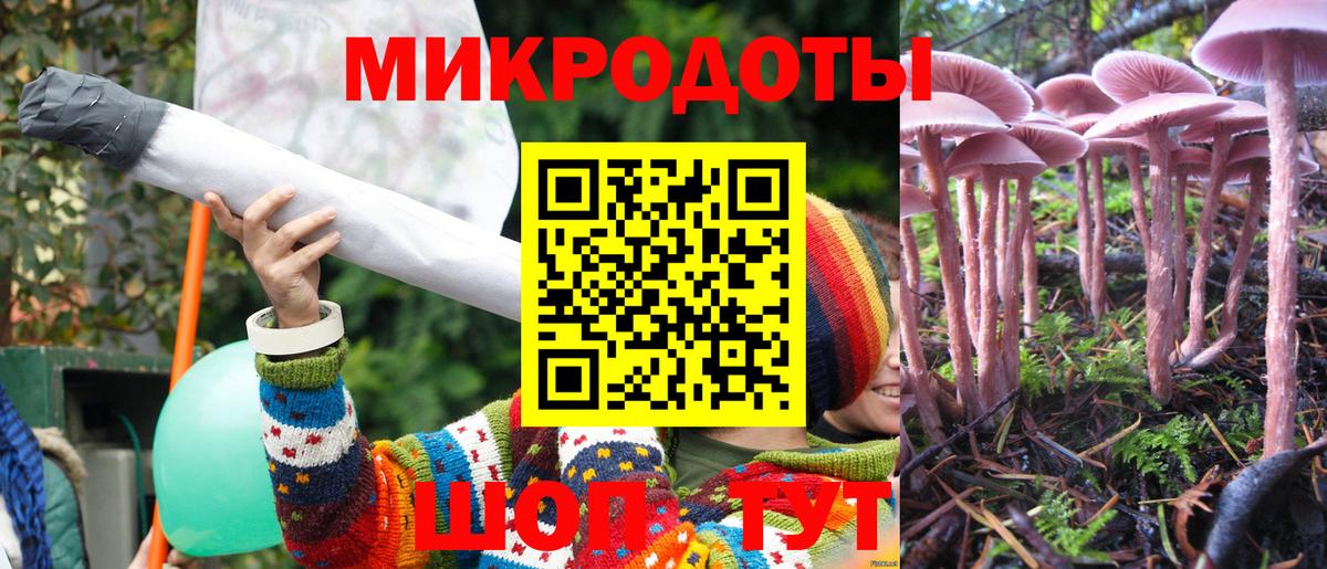 Псилоцибиновые грибы Psilocybe Лесозаводск